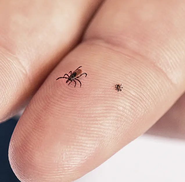 An adult blacklegged deer tick beside a much smaller nymph on a fingertip