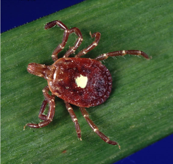 A lone star tick with a single white dot on its back, on a green leaf