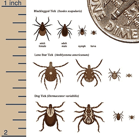 CDC chart showing the actual sizes of blacklegged, lone star, and dog ticks at each life stage beside a dime and a ruler